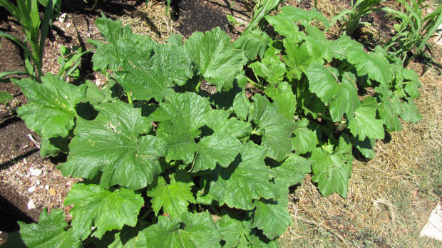 Zucchini